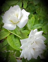 Iceberg by Merille A. Ghazali