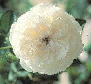 Madame Plantier photo