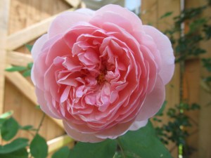 The Alnwick Rose