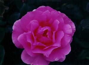 The McCartney Rose