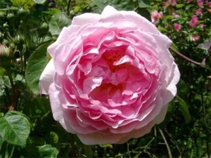 Constancae Spry photo