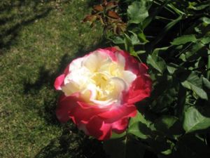 Double Delight by Nancy McField