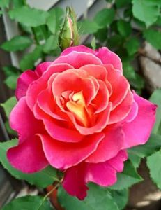 Granda by Alex Scharnberg