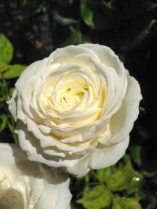 The Great White by Matthew Kyaw