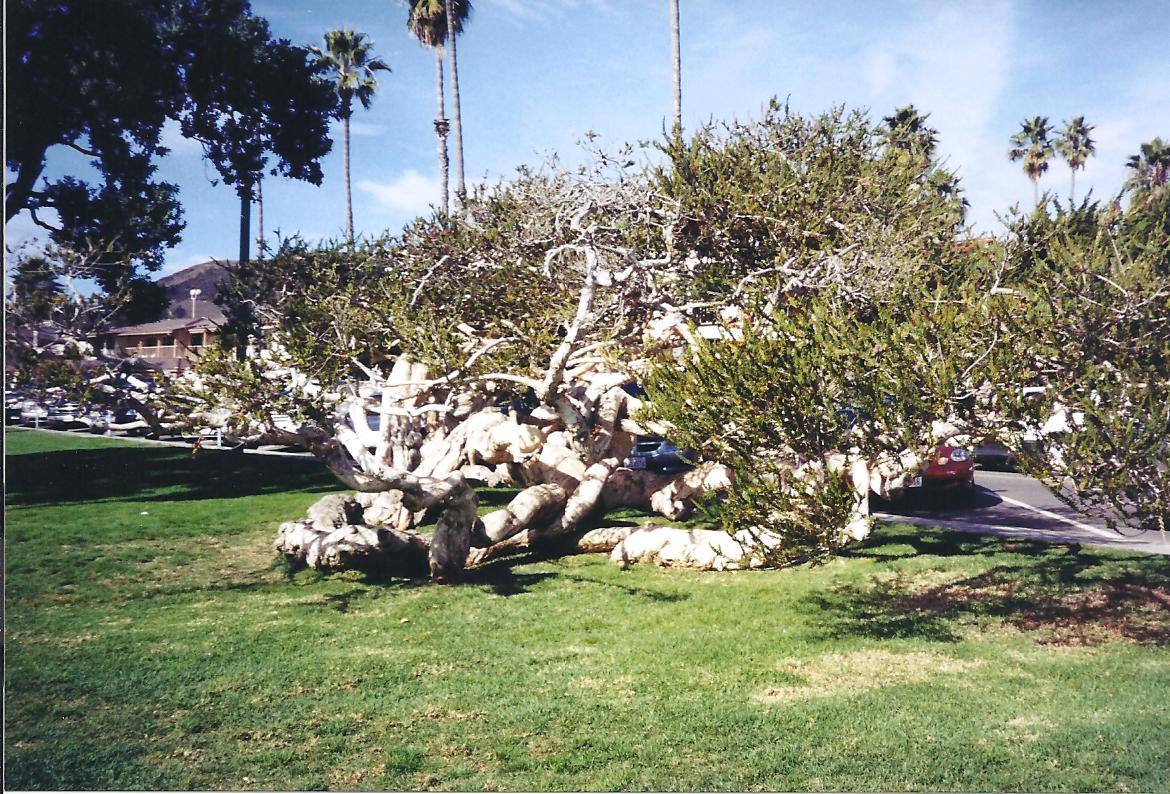Gnarled Tree at Laguna Beach