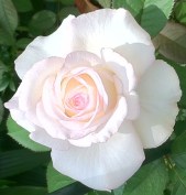 Moonstone rose photo (3)