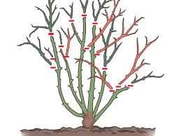 pruning - rose.orgnicseo.us