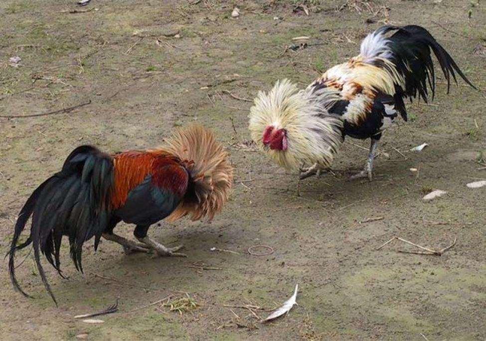 A small bird walking on grass

Description automatically generated