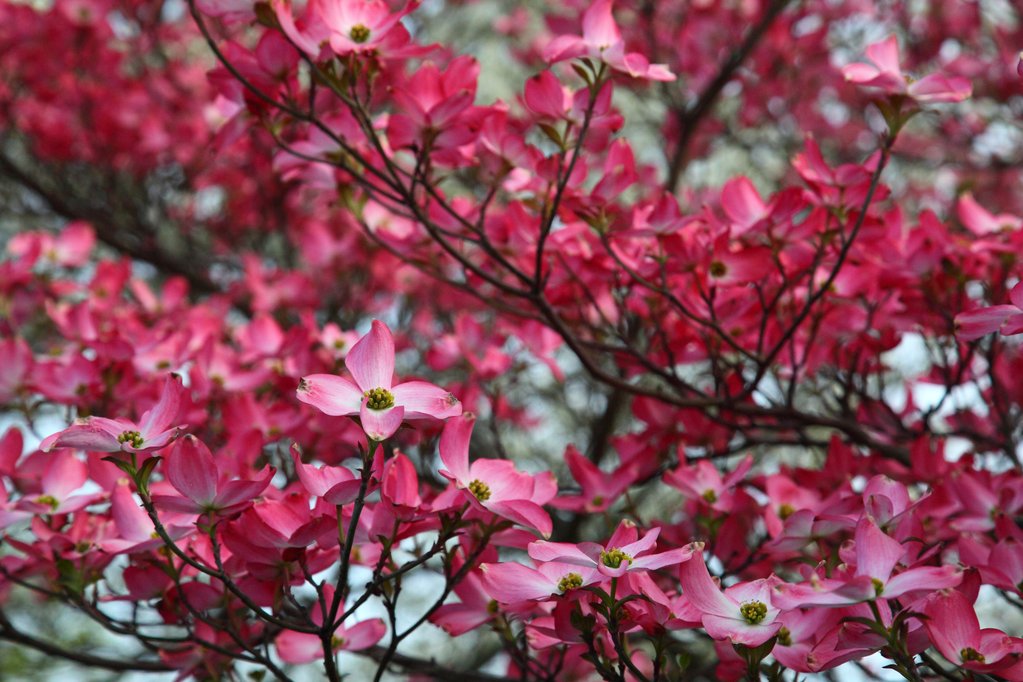 Pink-dogwood-tree-spring-bloom_-_West_Virginia_-_ForestWander_1_1024x1024
